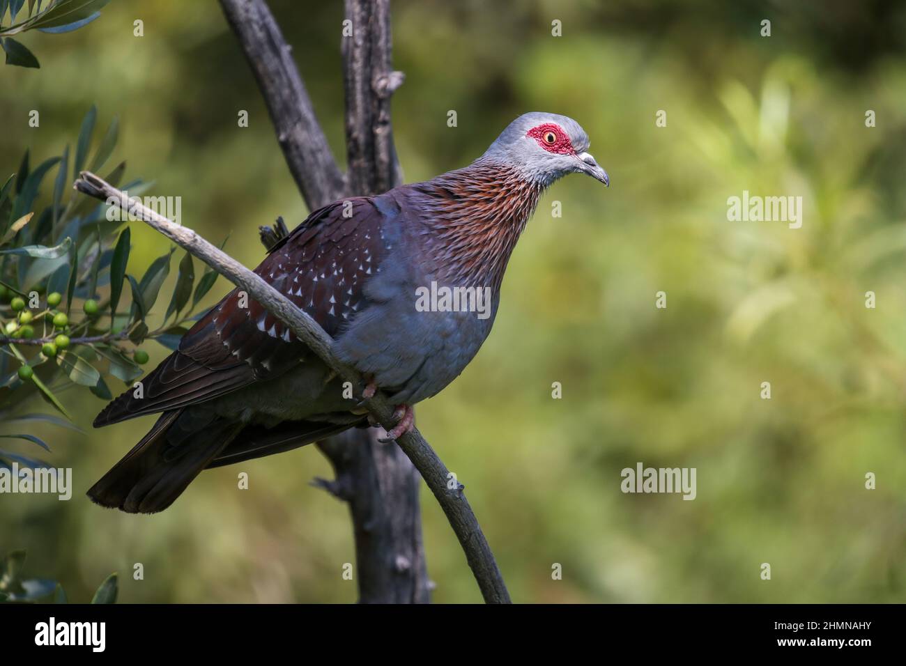 Speckled Pigeon, Pilanesberg National Park Stock Photo