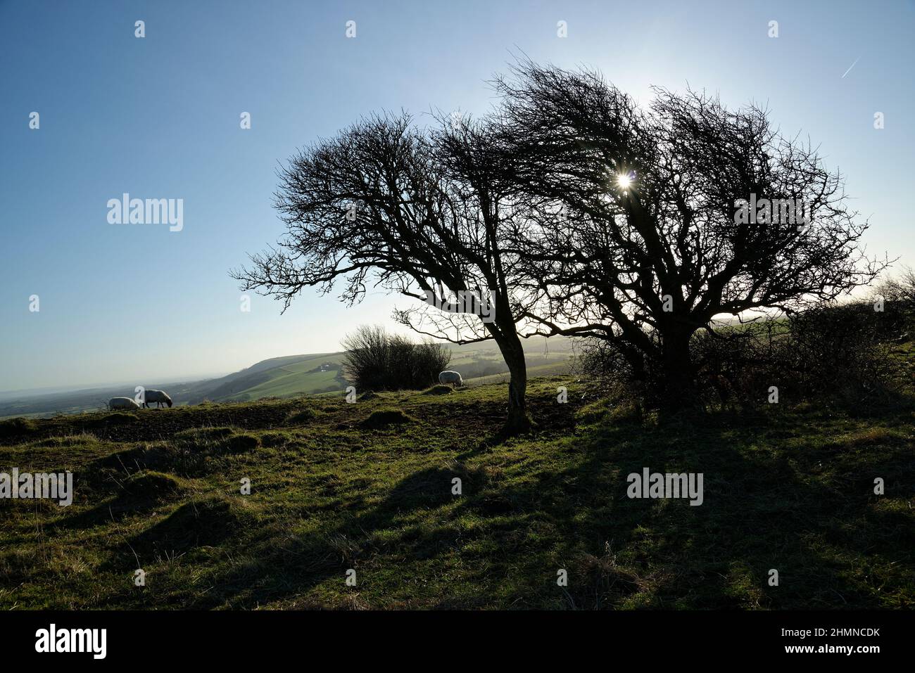 Windswept tree on top of the South Downs in West Sussex. A small tree shaped by the weather. An exposed hilltop with coastal winds. Shelter for sheep. Stock Photo