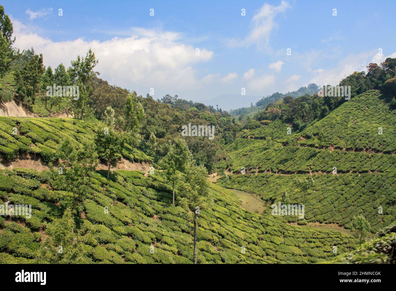 Tea Plantation Fields in Munnar, India Stock Photo Alamy