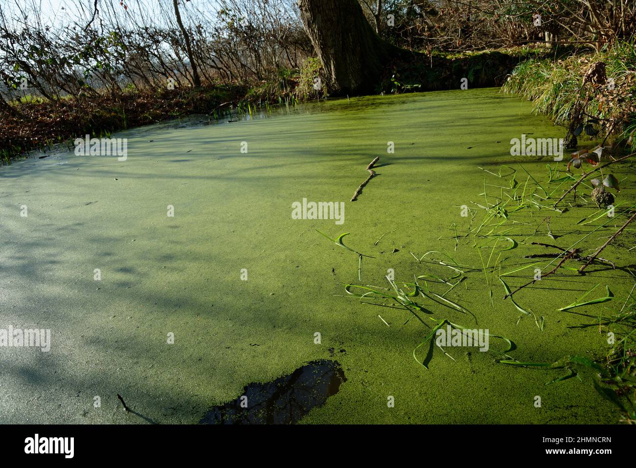 A stagnant pond with green weed on the surface. A still pond on a sunny day in winter. Duckweed covered pond. Stock Photo