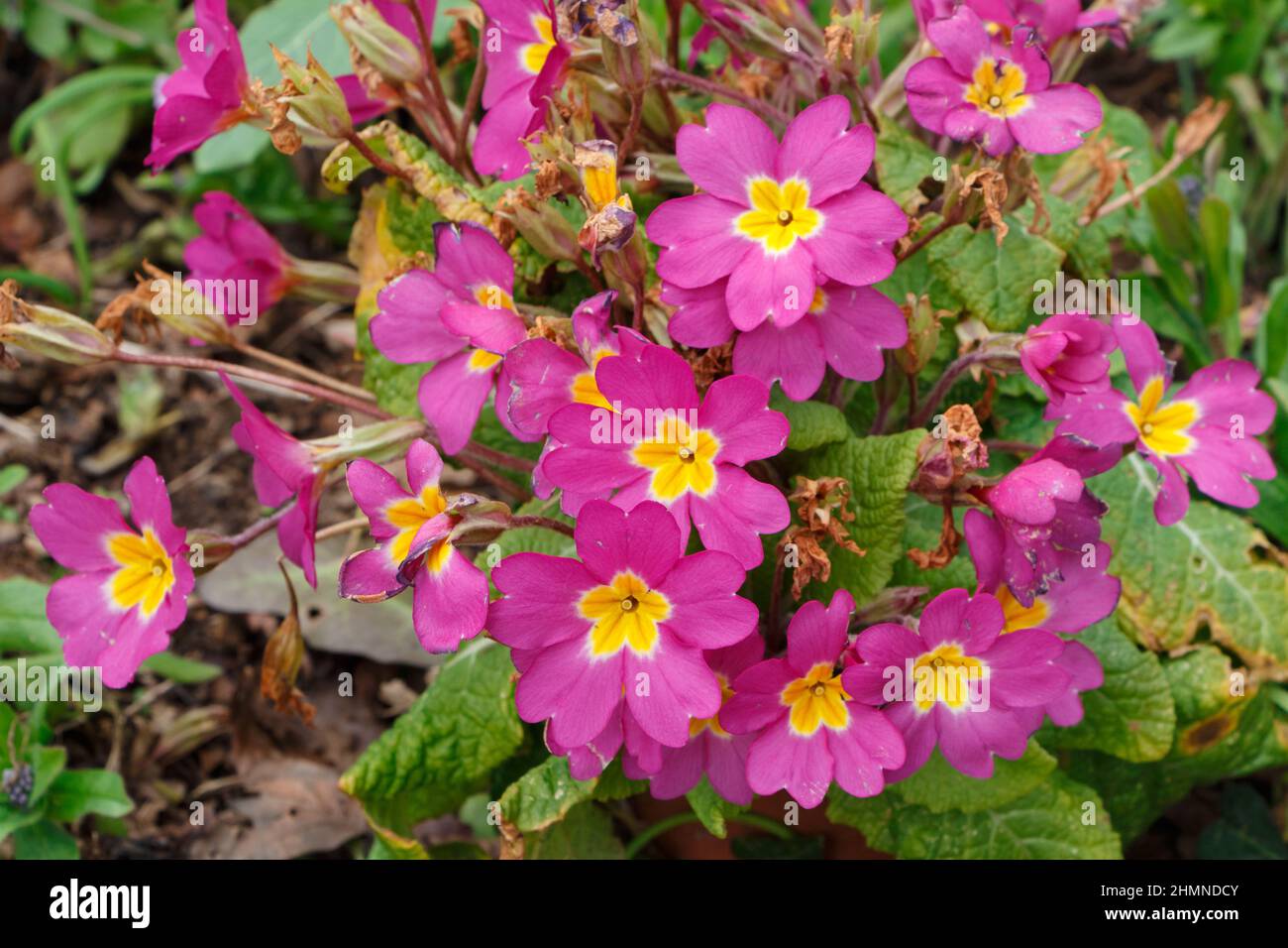 Pink primroses in a garden at the end of winter Stock Photo Alamy