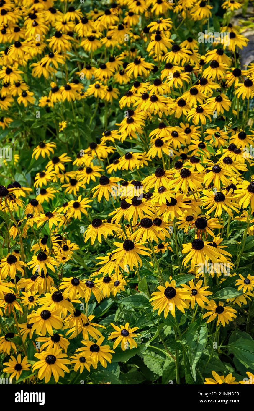 View over a bed full of yellow flowering coneflowers (Echinacea). Stock Photo