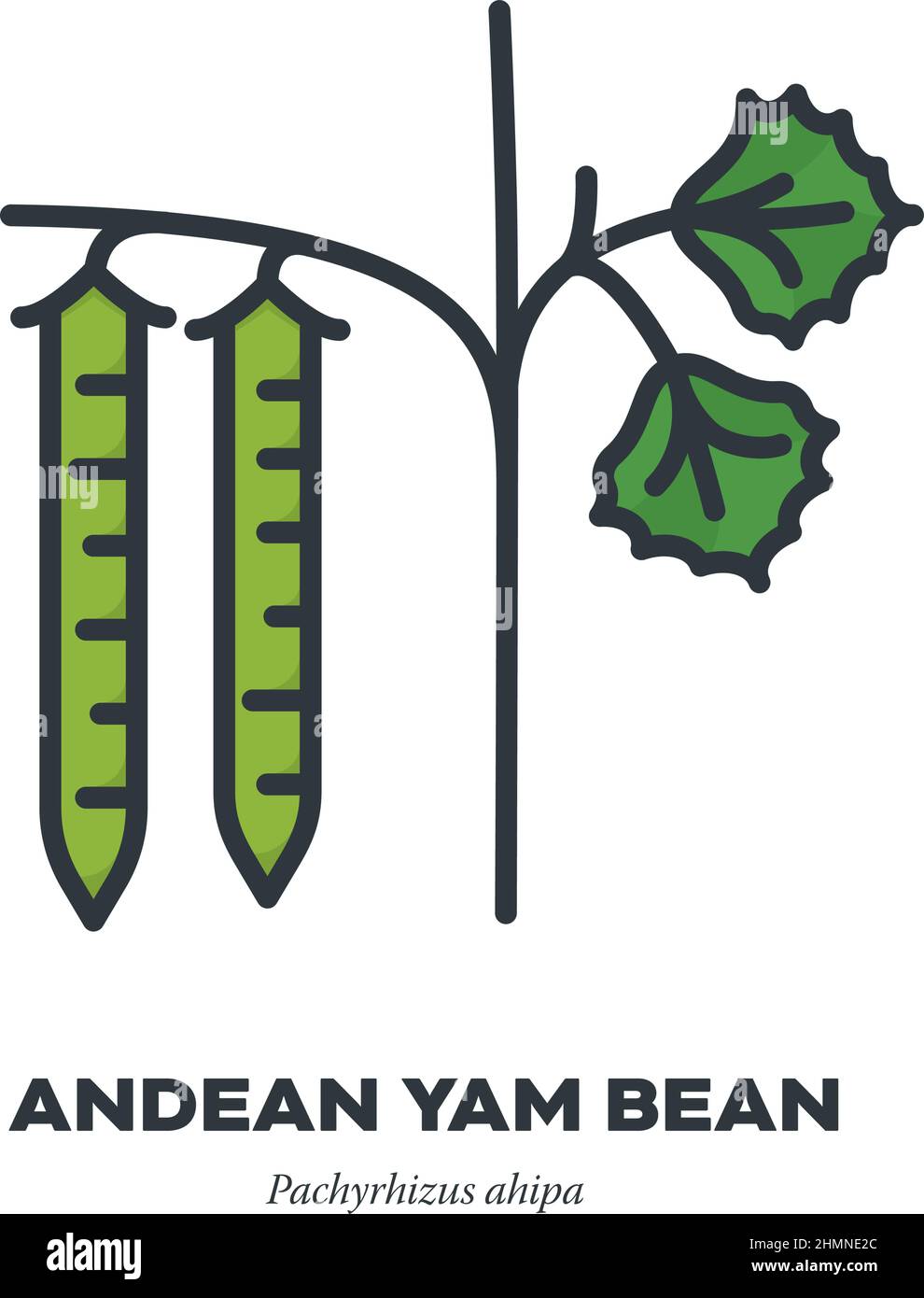 Andean Yam Bean or Ahipa plant with leaves vegetable icon, outline with color fill style vector illustration. Stock Vector