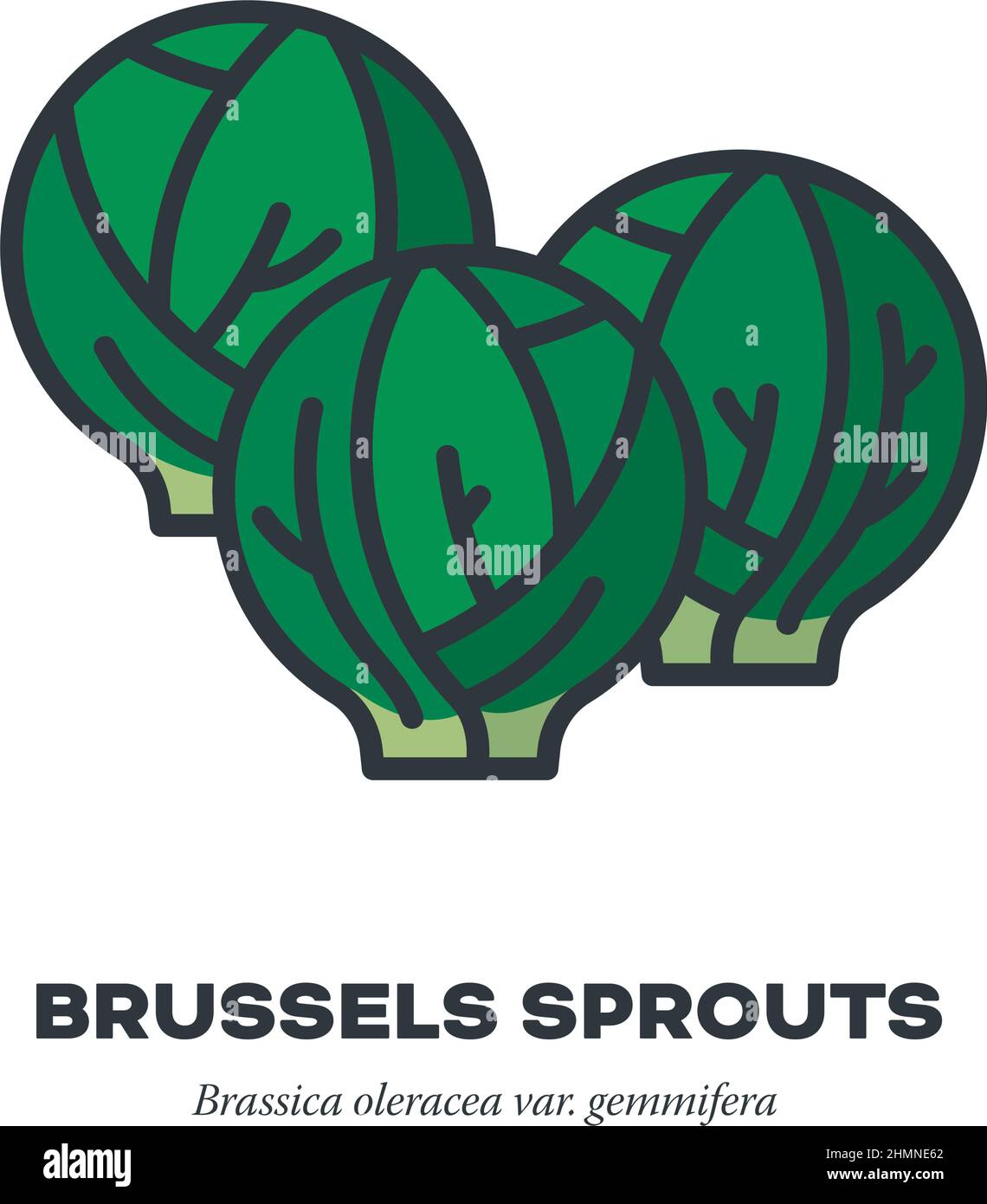 Brussels Sprouts cabbage vegetable icon, outline with color fill style ...