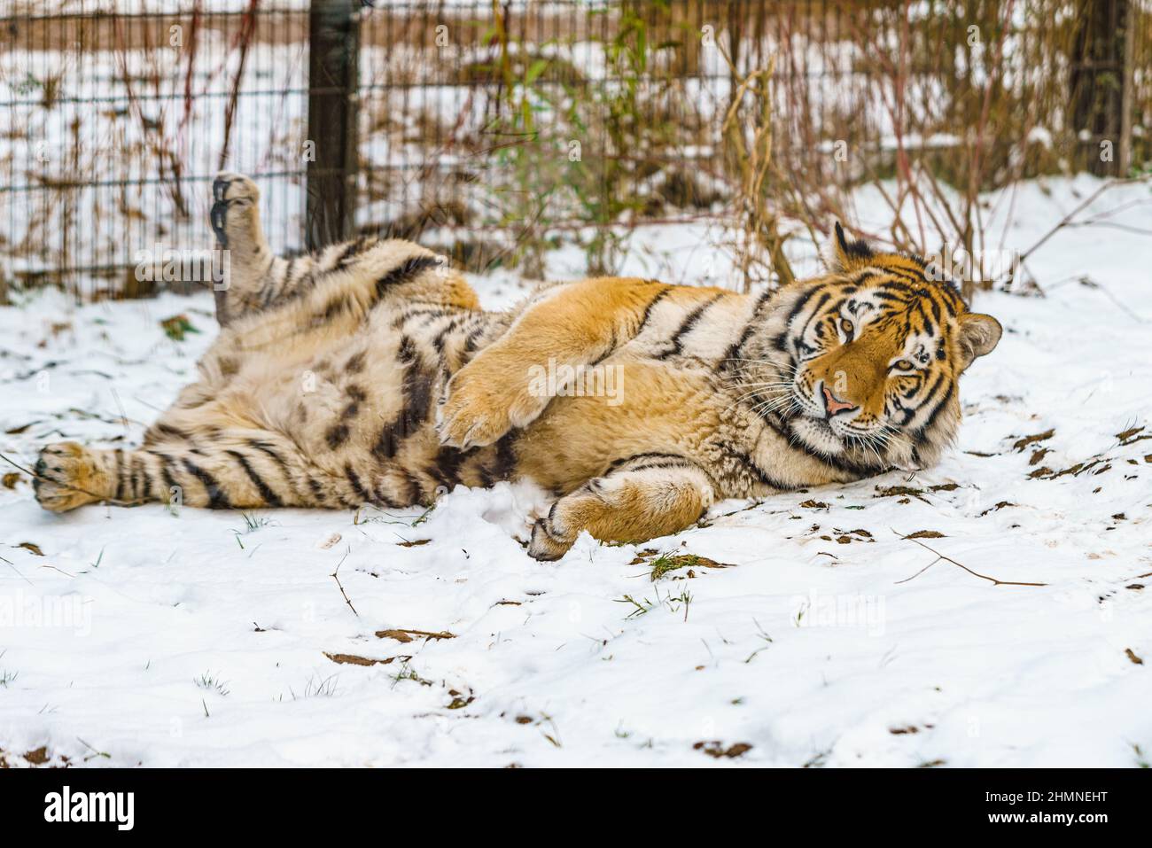 Tiger lying in the snow. Beautiful wild siberian tiger on snow Stock ...