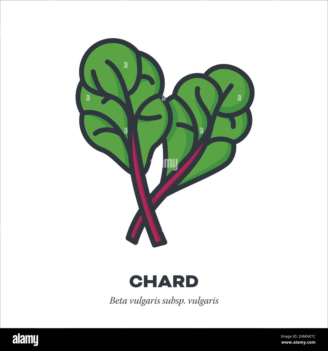 Chard leaves vegetable icon, outline with color fill style vector ...