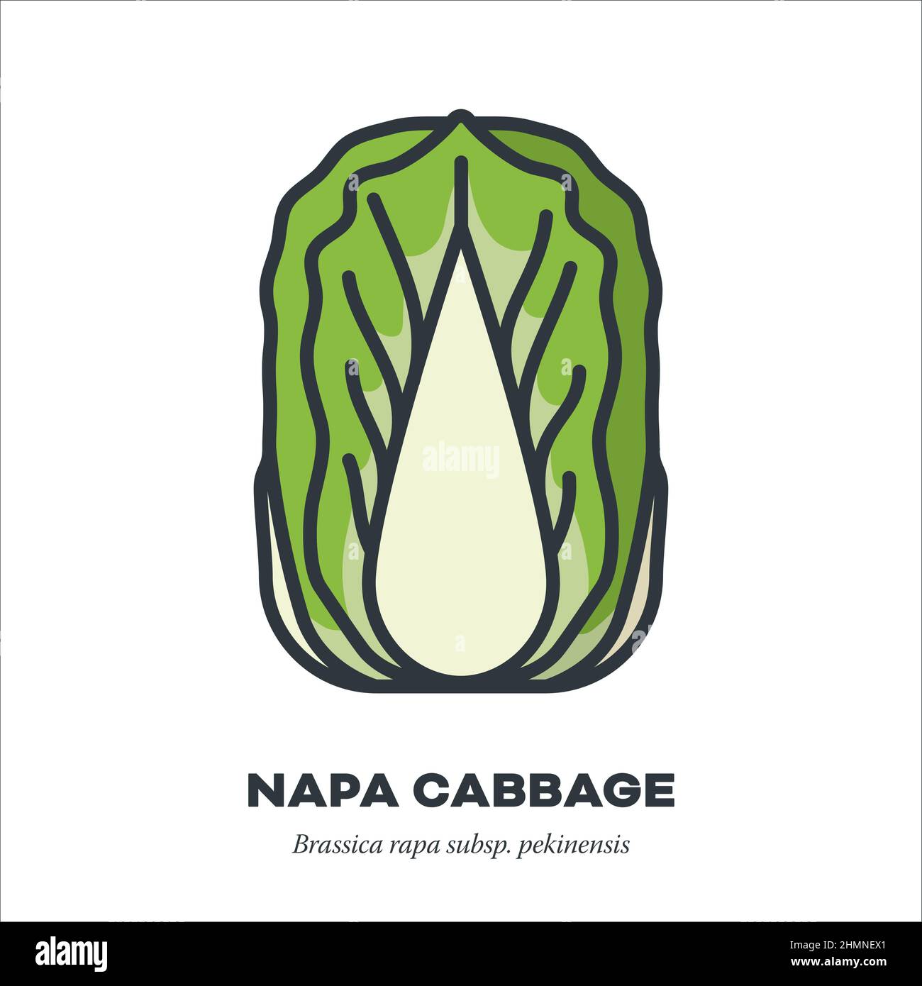 Chinese or Napa Cabbafe vegetable icon, outline with color fill style vector illustration Stock Vector