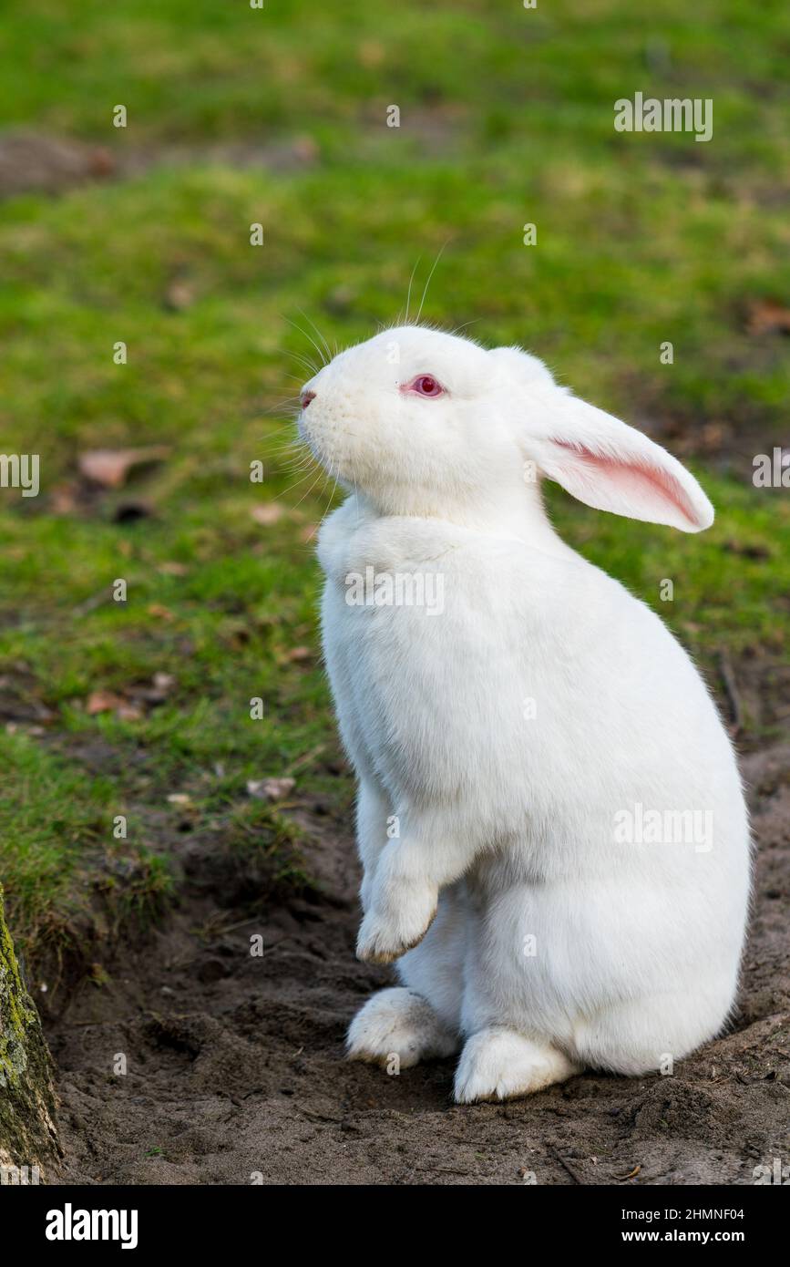 White rabbit. Rabbit On Grassy Field Stock Photo Alamy