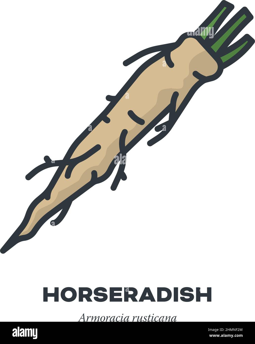 Horseradish root vegetable icon, outline with color fill style vector