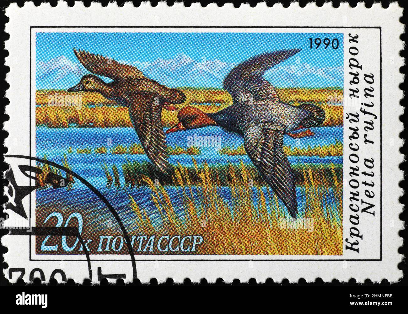 Red-crested pochards in flight on russian postage stamp Stock Photo