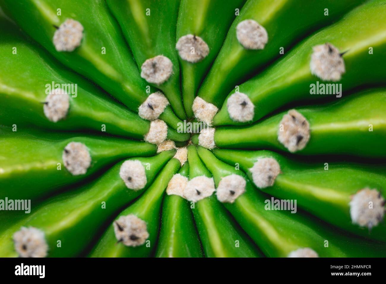Close-up cactus detail and background. Stock Photo