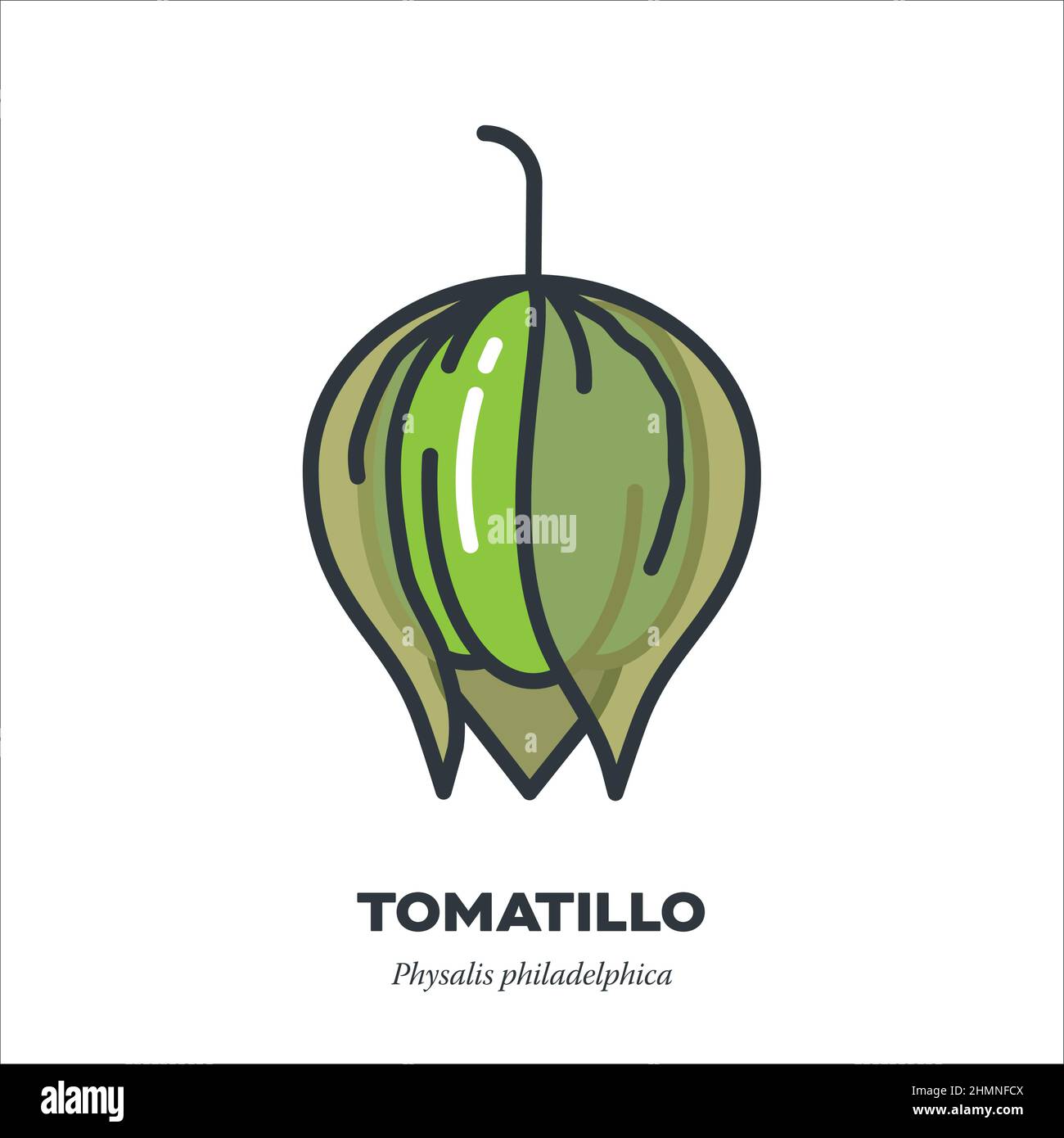 Tomatillo vegetable icon, outline with color fill style vector illustration Stock Vector
