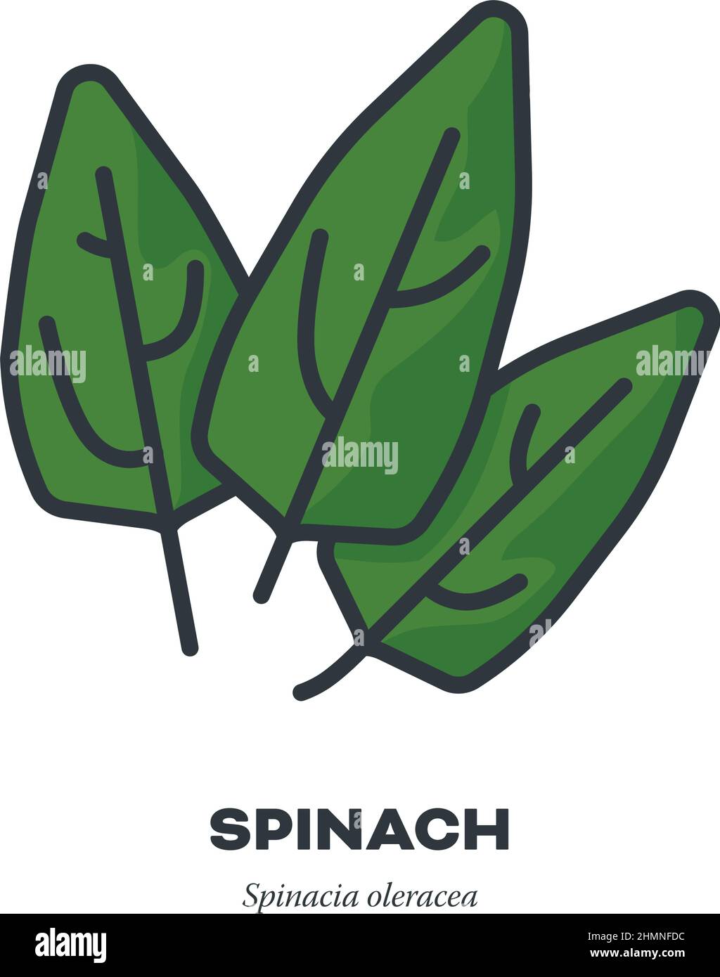 Three spinach leaves vegetable icon, outline with color fill style vector illustration. Stock Vector