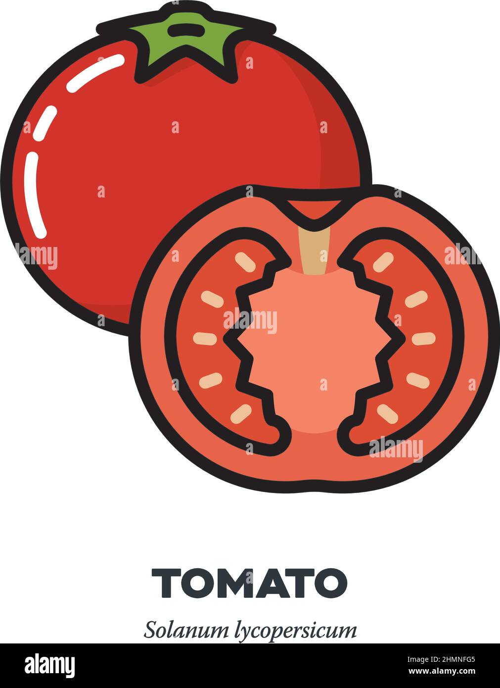 Whole and half tomato vegetable icon, outline with color fill style vector illustration Stock Vector