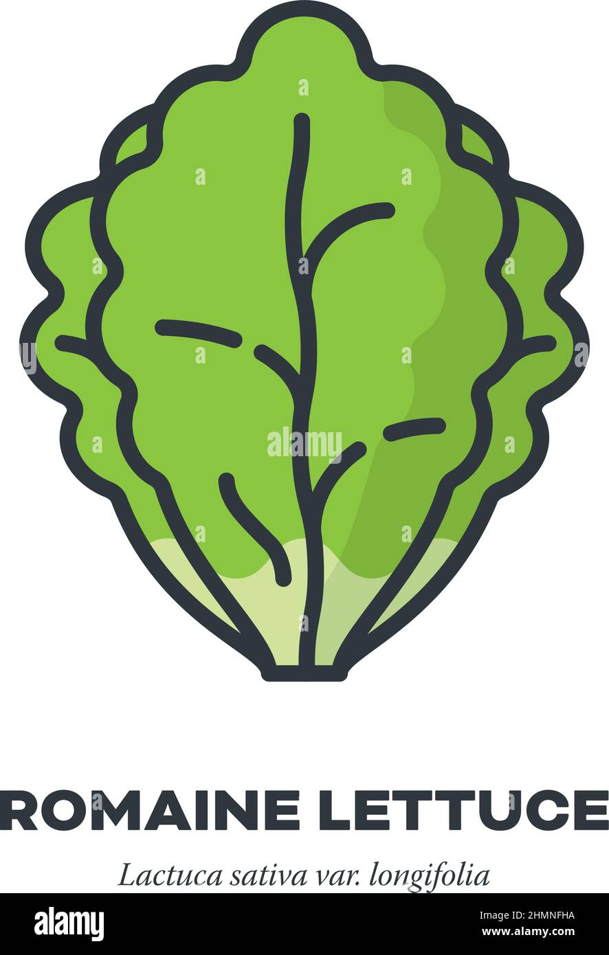 Romaine lettuce vegetable icon, outline with color fill style vector illustration Stock Vector