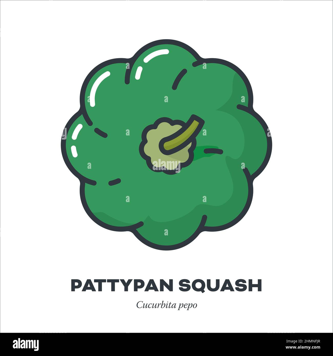 Green pattypan squash or Patisson vegetable icon, outline with color fill style vector illustration Stock Vector