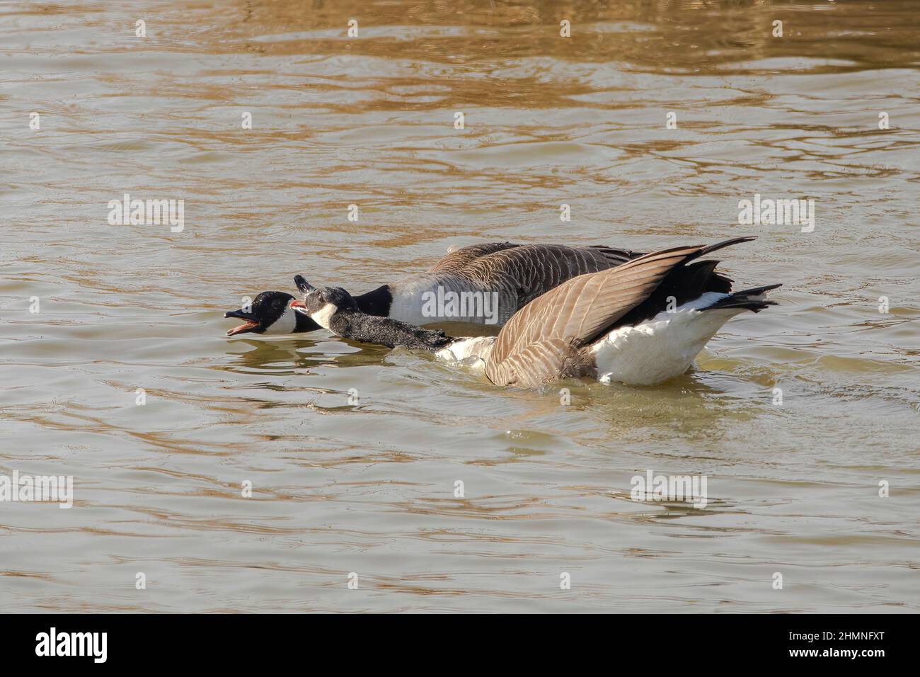 Two Canadian Geese, pairing up for the spring mating season Stock Photo