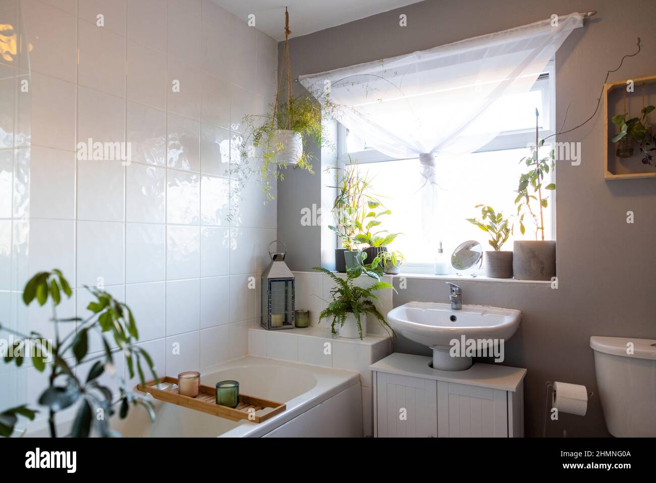 A wide-view shot of a modern bathroom interior decorated with houseplants. Stock Photo