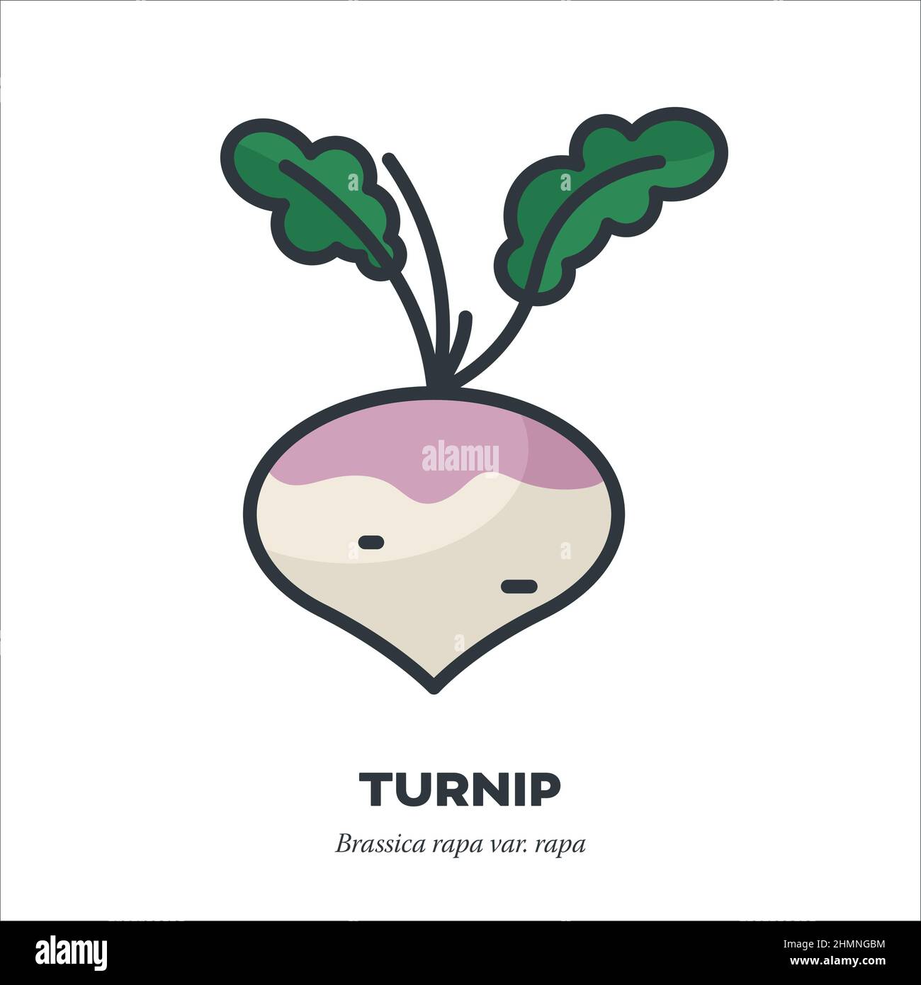 Turnip root vegetable with leaves icon, outline with color fill style vector illustration Stock Vector