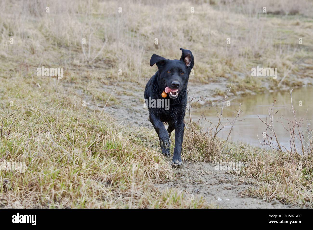 Happy Black labrador in the wild Stock Photo