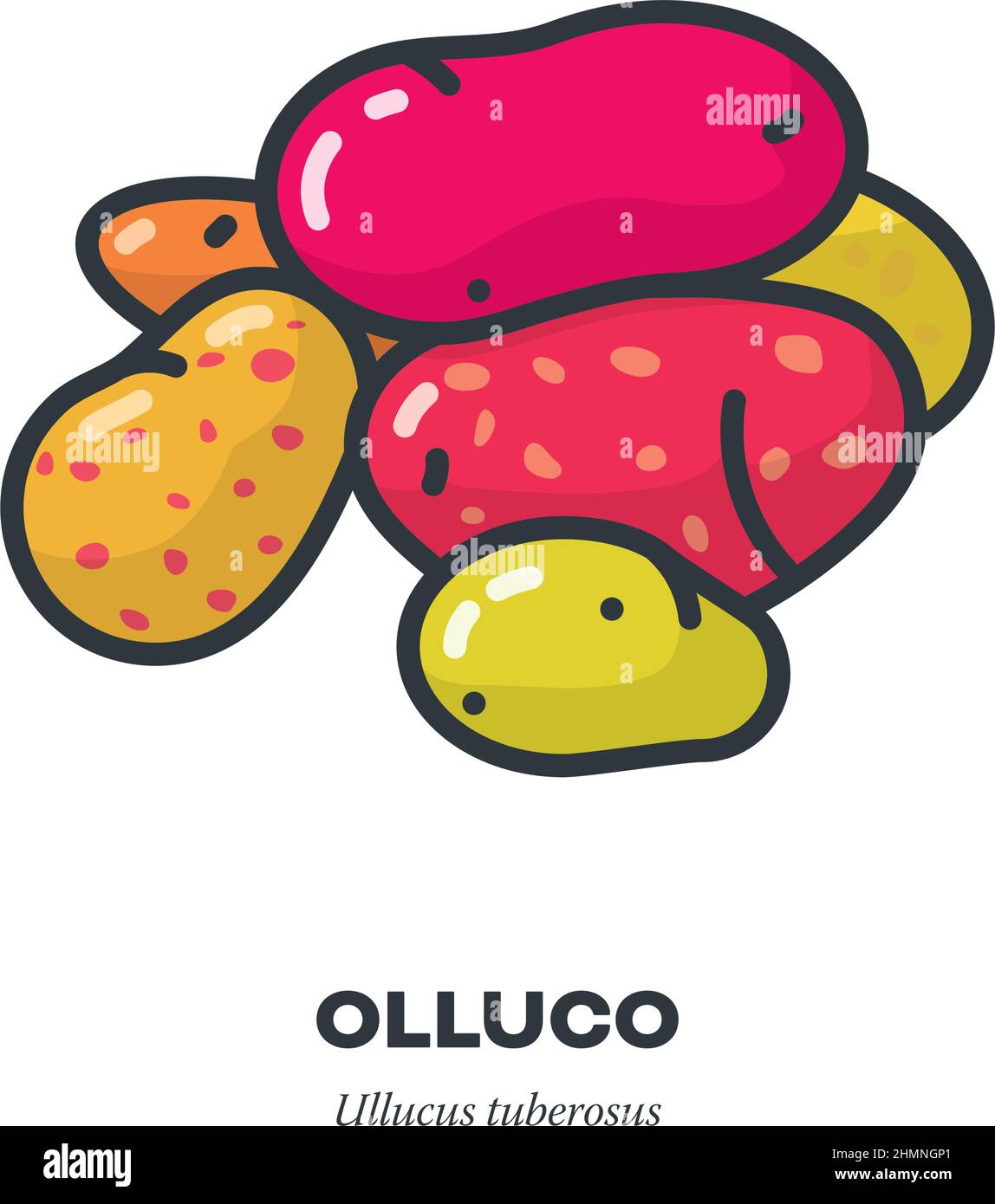 Colorful Ullucus or Olluco tubers, root vegetable icon, outline with color fill style vector illustration. Stock Vector