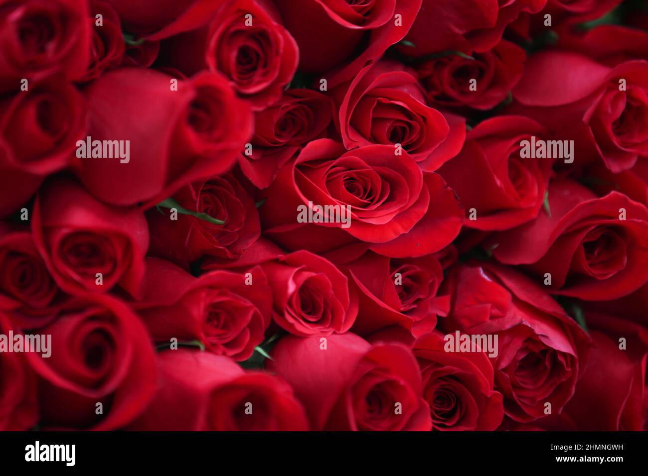 Cut roses to be exported abroad are seen at the Colibri Flowers farm ahead  of Valentine's Day, in El Rosal, Colombia January 25, 2022. Picture taken  January 25, 2022. REUTERS/Luisa Gonzalez Stock Photo - Alamy