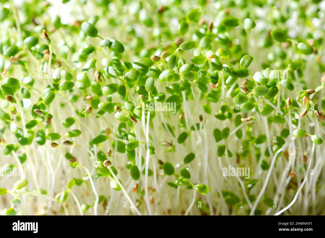 Red clover seedlings, close up. Microgreens and fresh sprouts of Trifolium pratense, a plant in bean family Fabaceae. Green shoots and young plants. Stock Photo