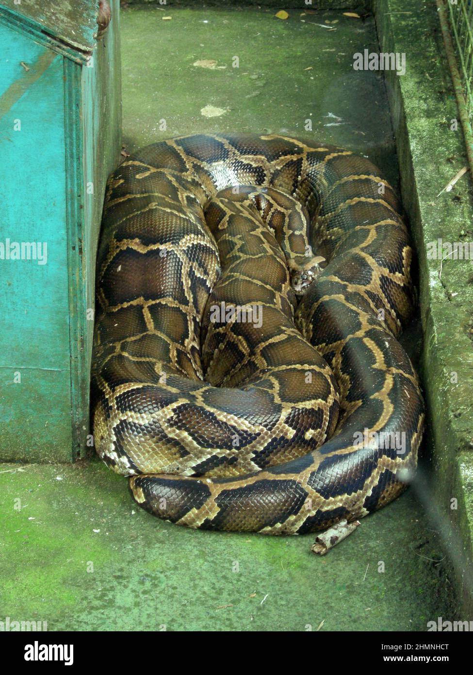 Big python snake hi-res stock photography and images - Alamy