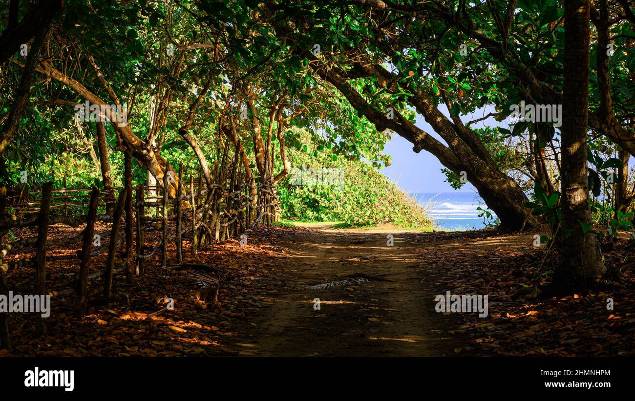 The photo shows a forest path in the forest reclamation zone. Treadmill