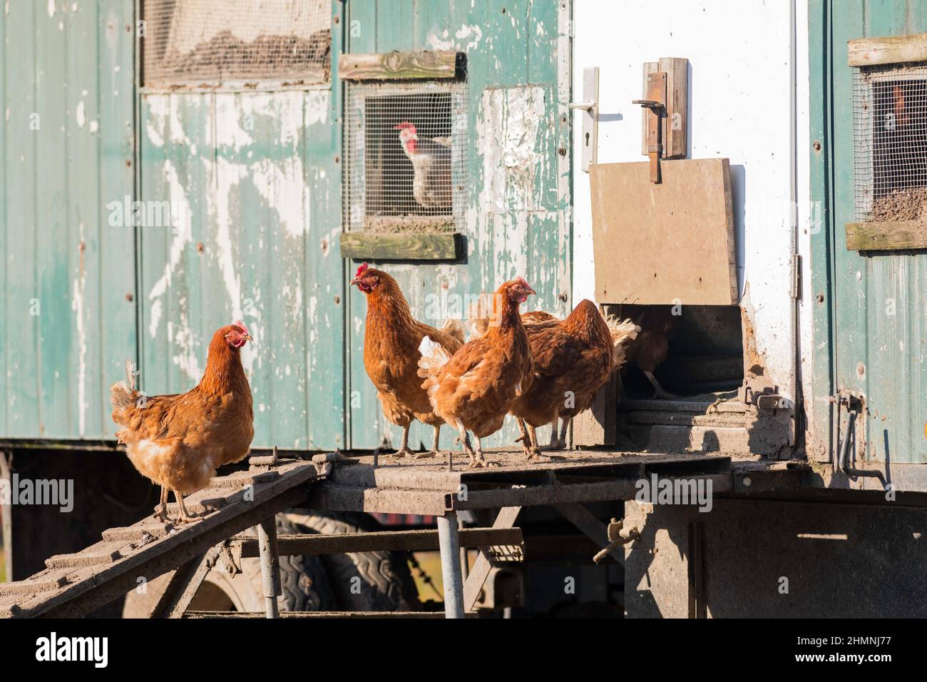 Chickens go up the chicken ladder to their mobile chicken coop Stock