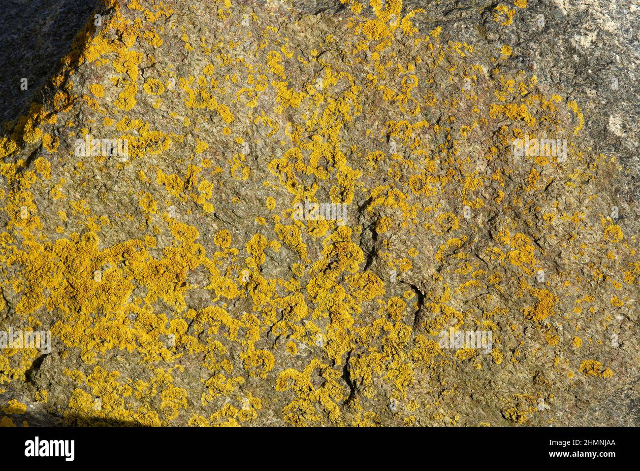Golden Crust lichen is one of the first rugged organisms to colonise the shorelines. Being salt tolerant it can grow just above the high-tide mark on Stock Photo
