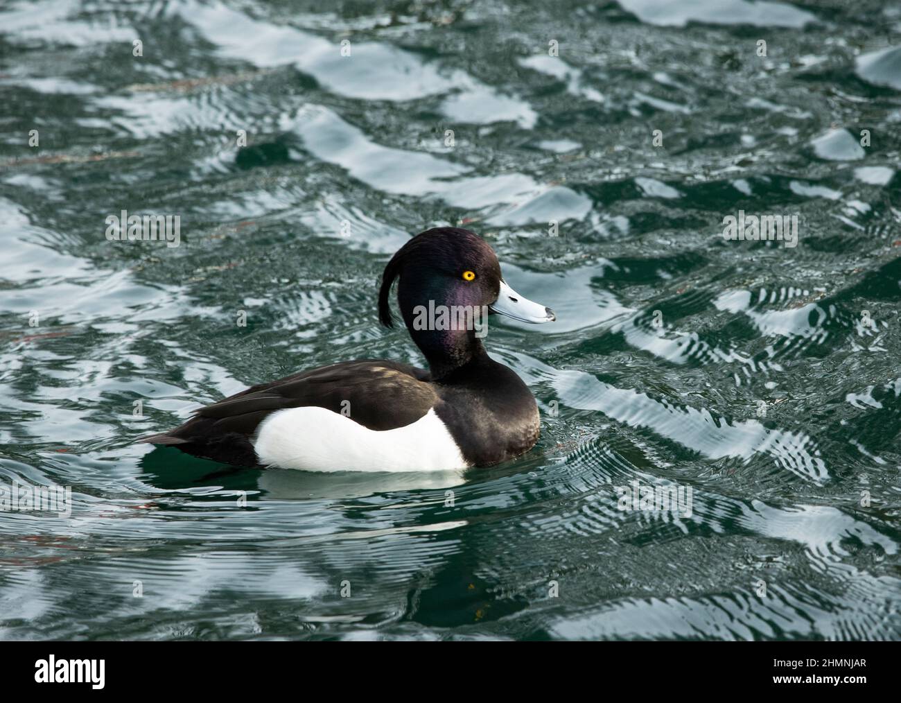 Secondary eyes hires stock photography and images Alamy