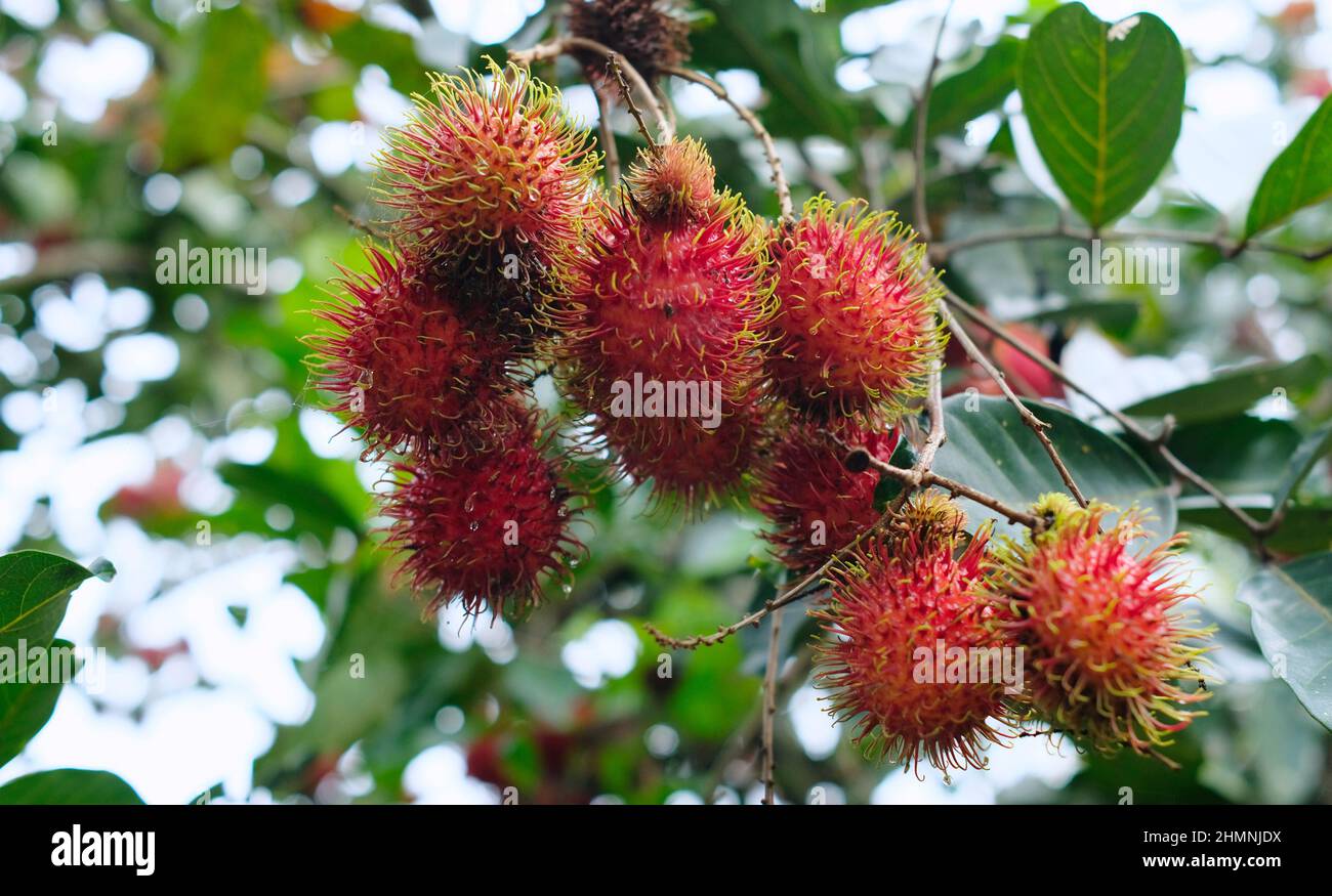 Rambutan fruits on tree hi-res stock photography and images - Alamy