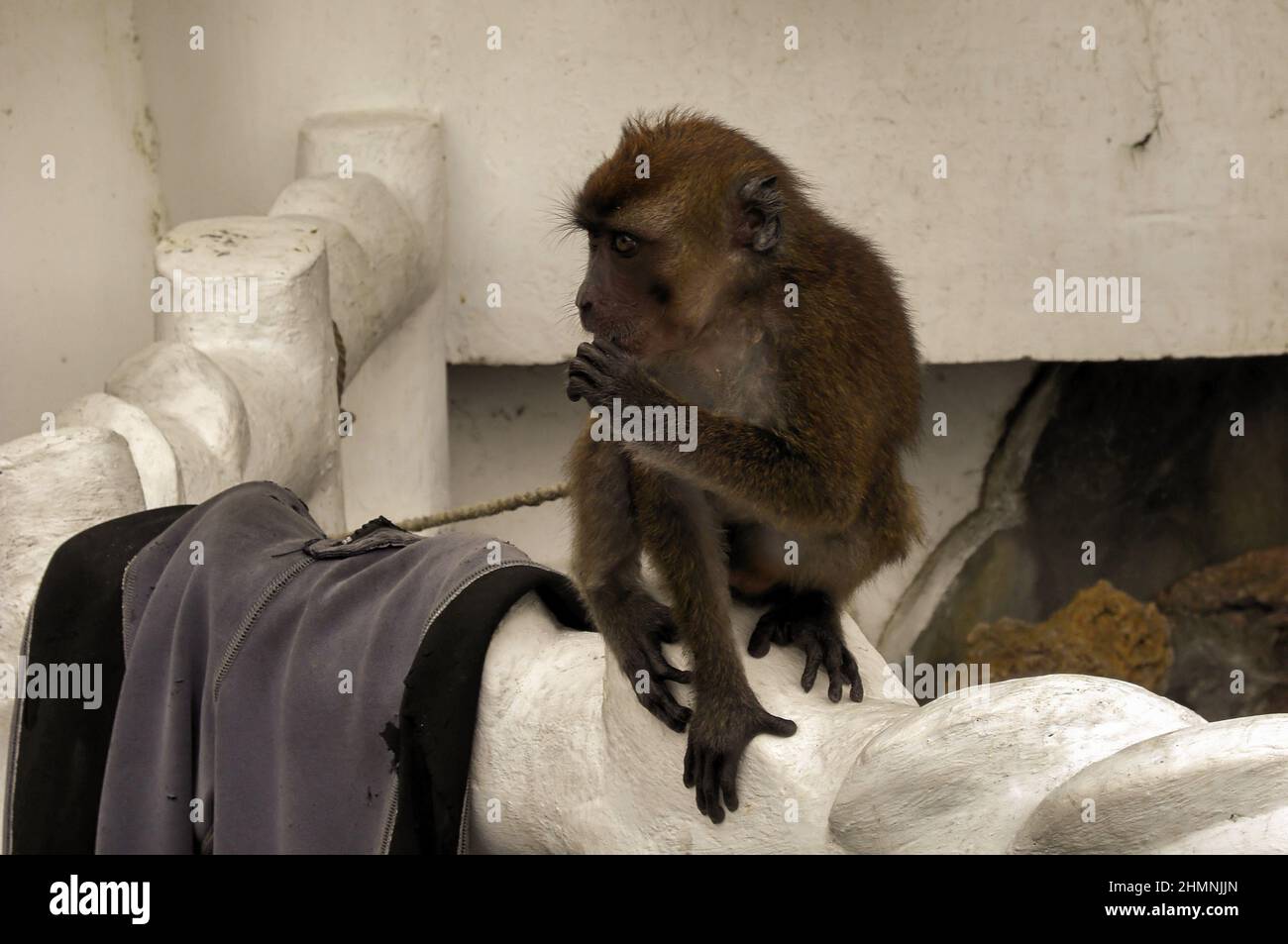 Lovely little monkey in Sabang on the Philippines December 29, 2010 Stock Photo