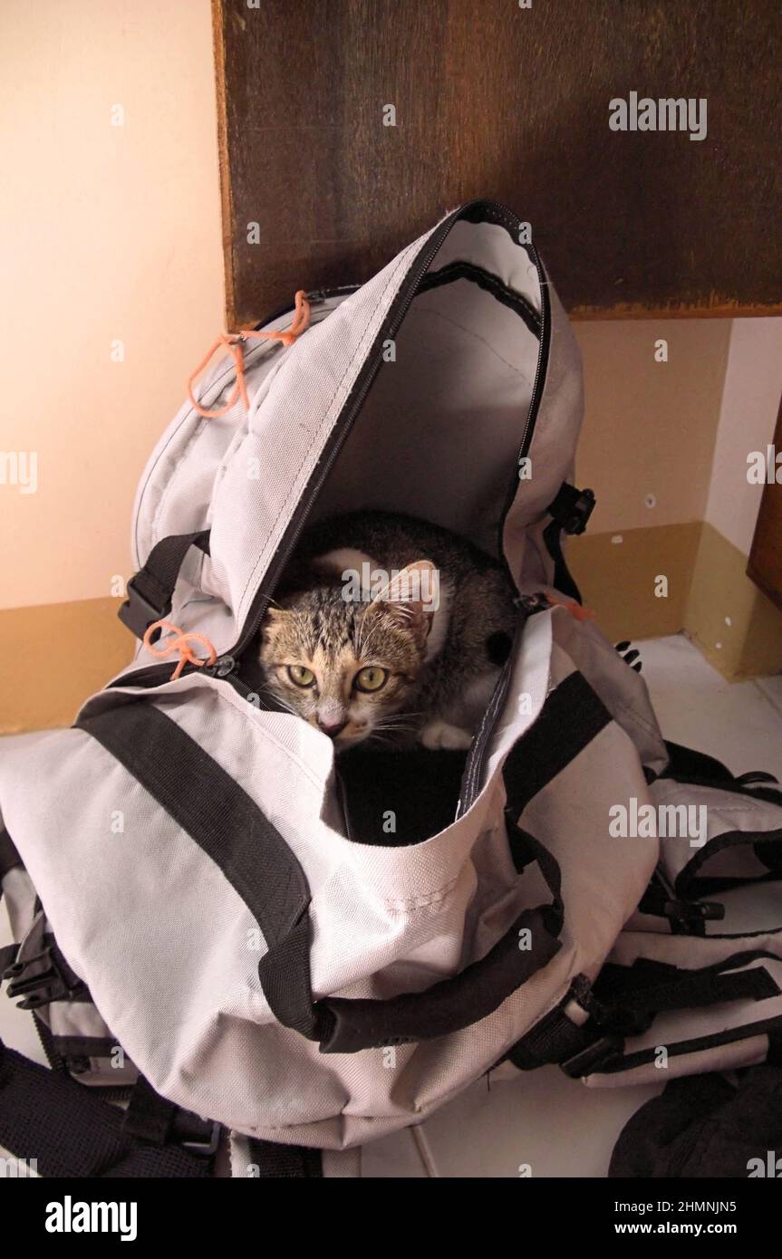 Crazy cat is sitting in a bag on the Philippines December 14, 2011 Stock Photo