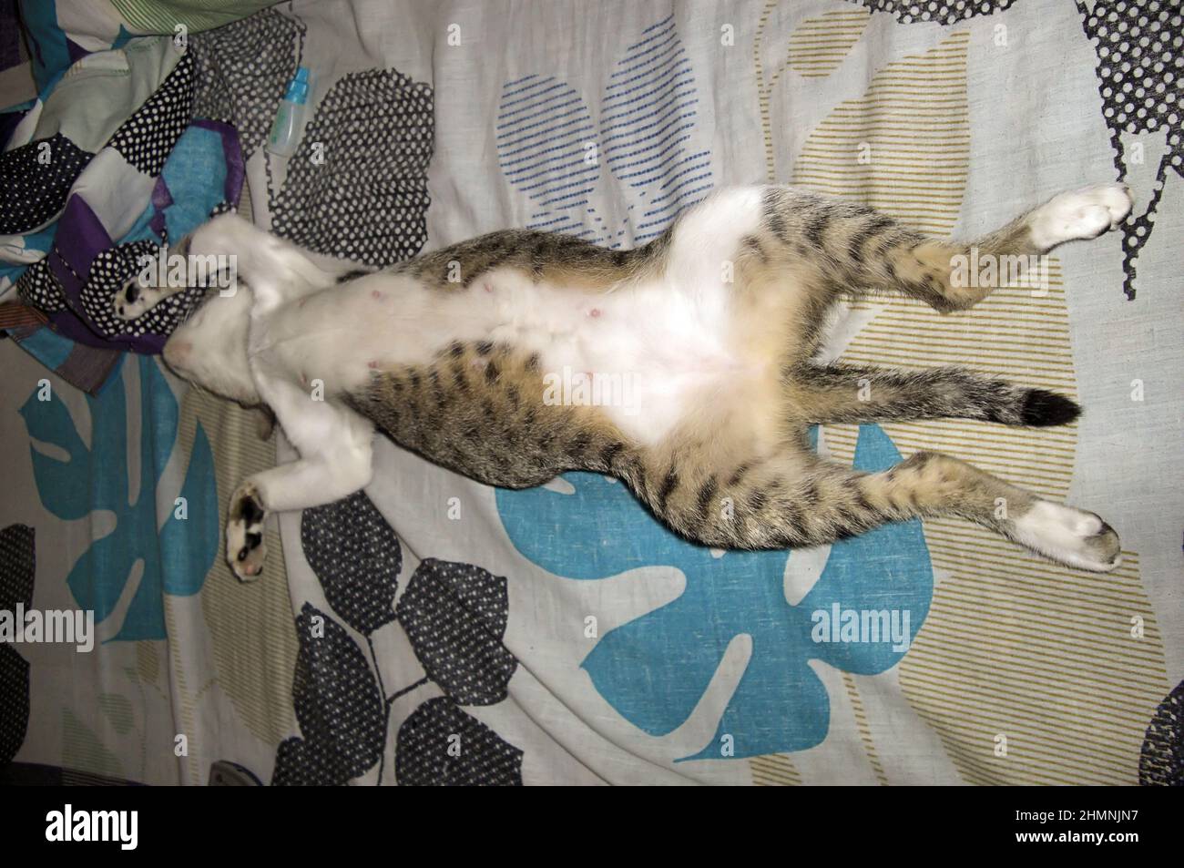 Funny cat is sleeping in a curious position on a bed on the Philippines December 15, 2011 Stock Photo