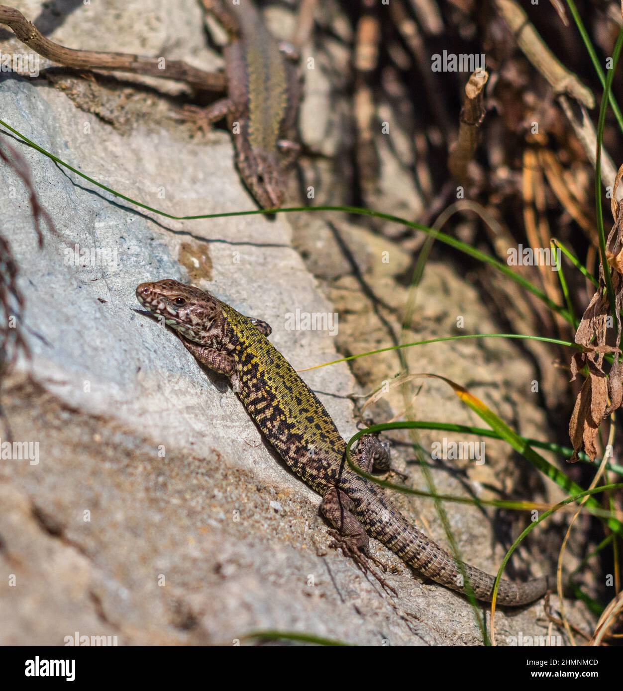 A wall lizard (Podarcis muralis) - a non-native or introduced species - basking in the sun during winter 2022 at Boscombe beach promenade, Dorset, UK Stock Photo