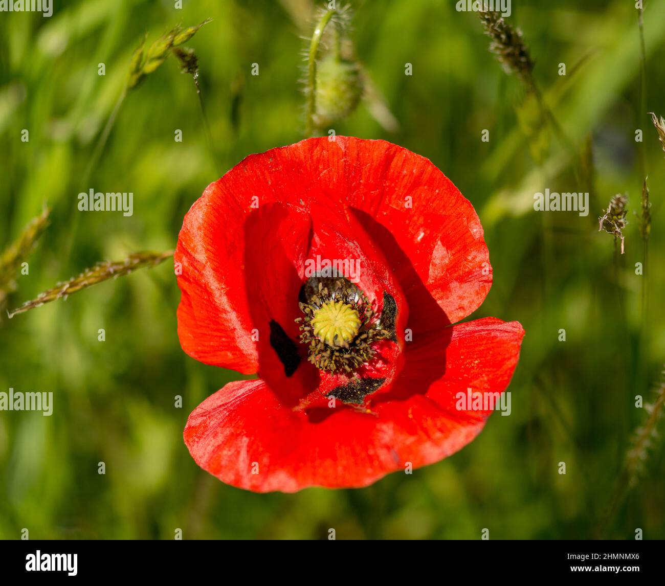 Caucasian scarlet poppy ( Papaver commutatum ) Stock Photo