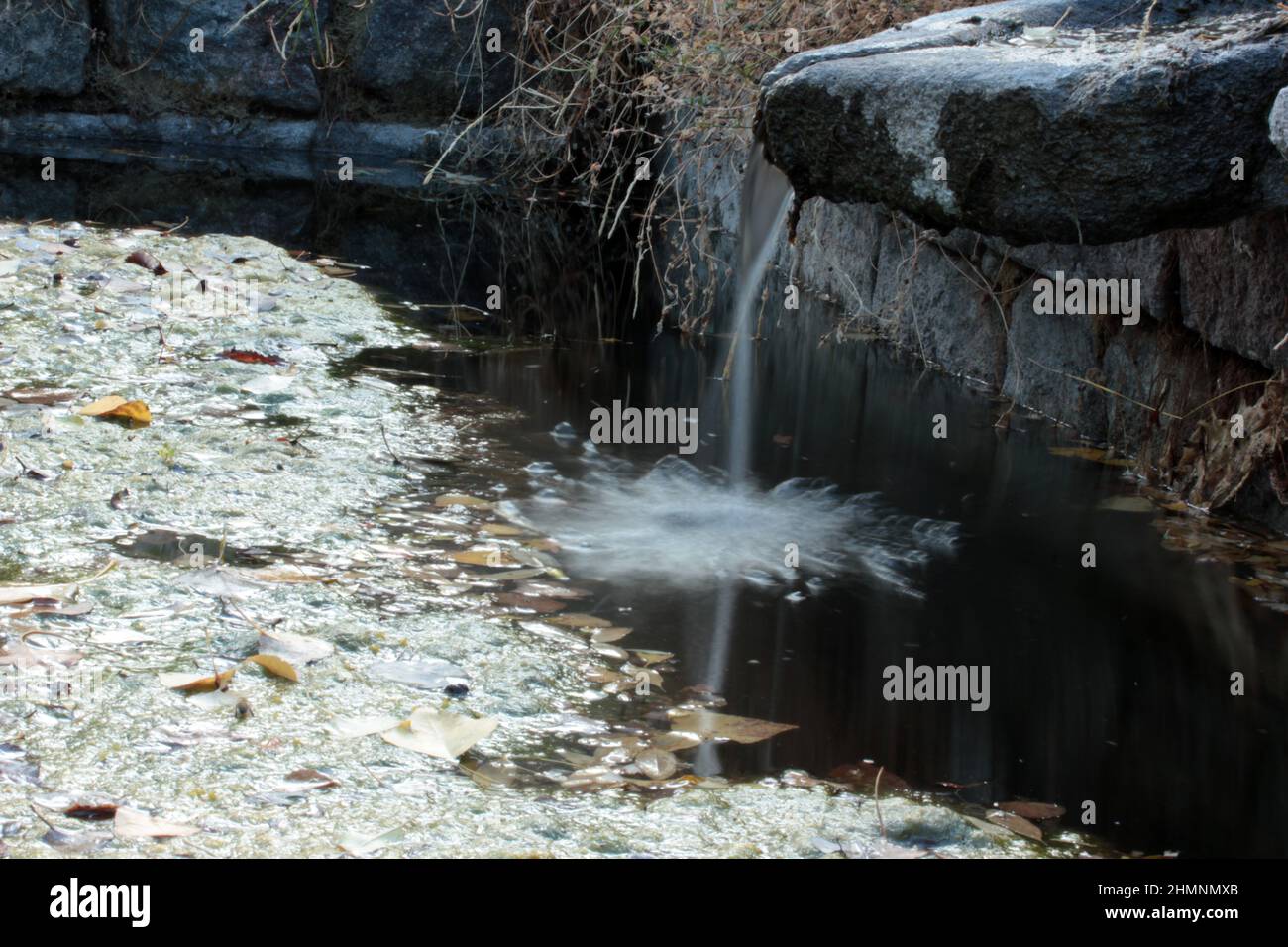 Garden watering algaebound pond. Water flowing from very old stone