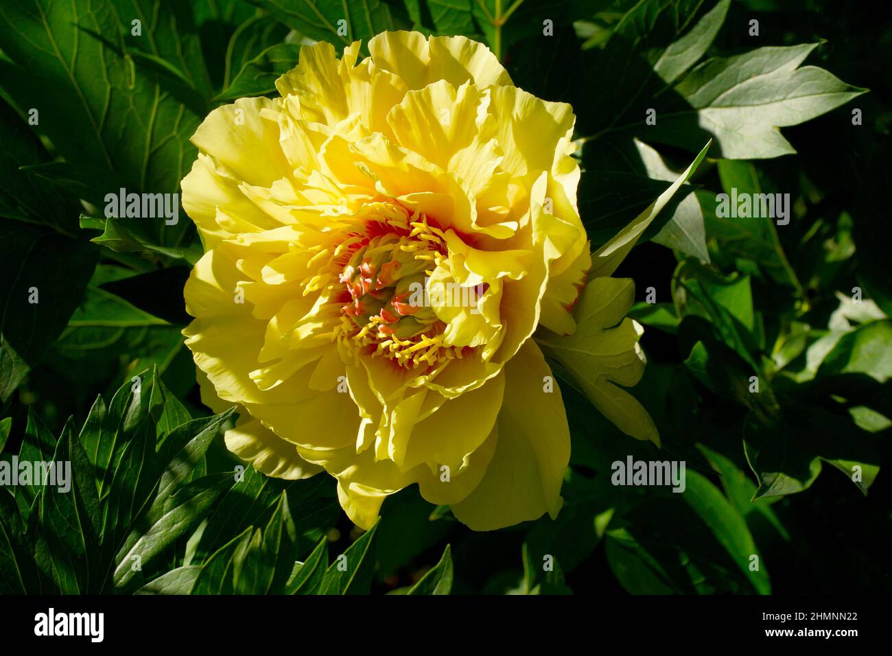 Paeonia Itoh Hybrid Group Itoh Hybrids Garden Treasure Yellow 
