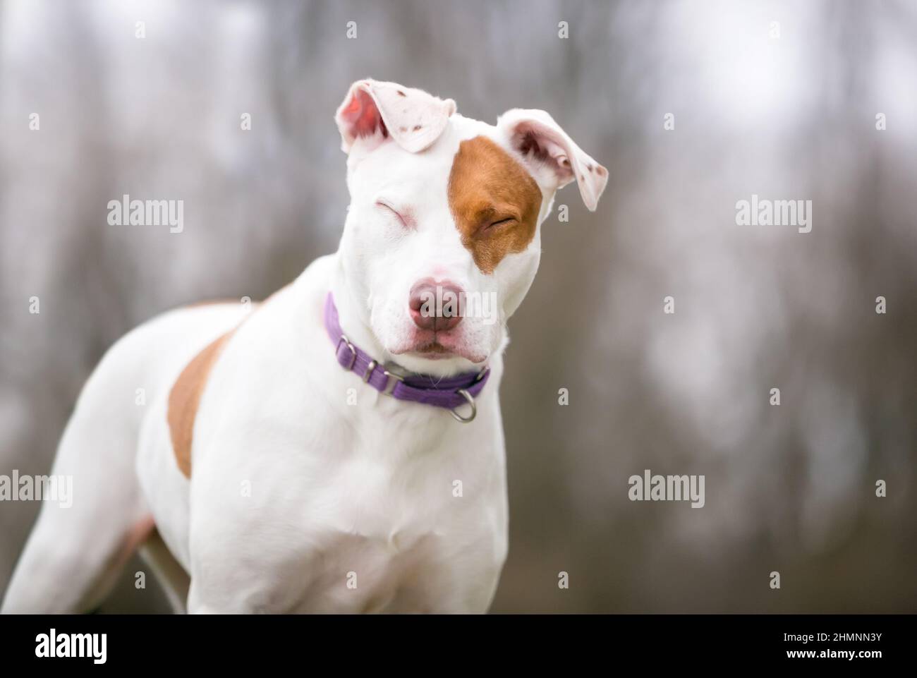 A red and white Pit Bull Terrier mixed breed dog with its eyes closed Stock Photo
