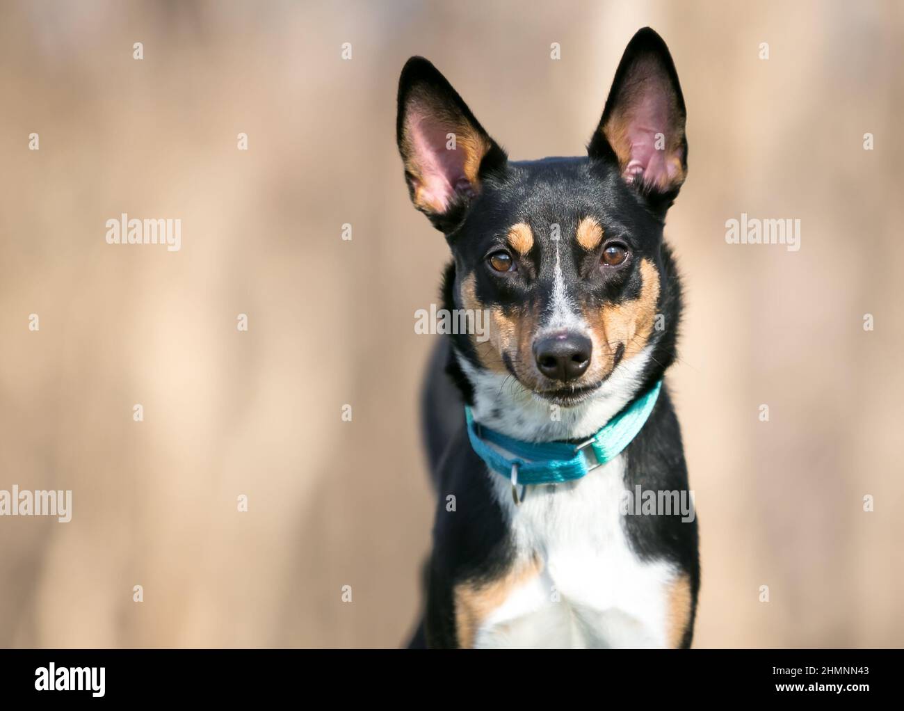 A tricolor Australian Cattle Dog mixed breed with large ears and wearing a blue martingale collar Stock Photo