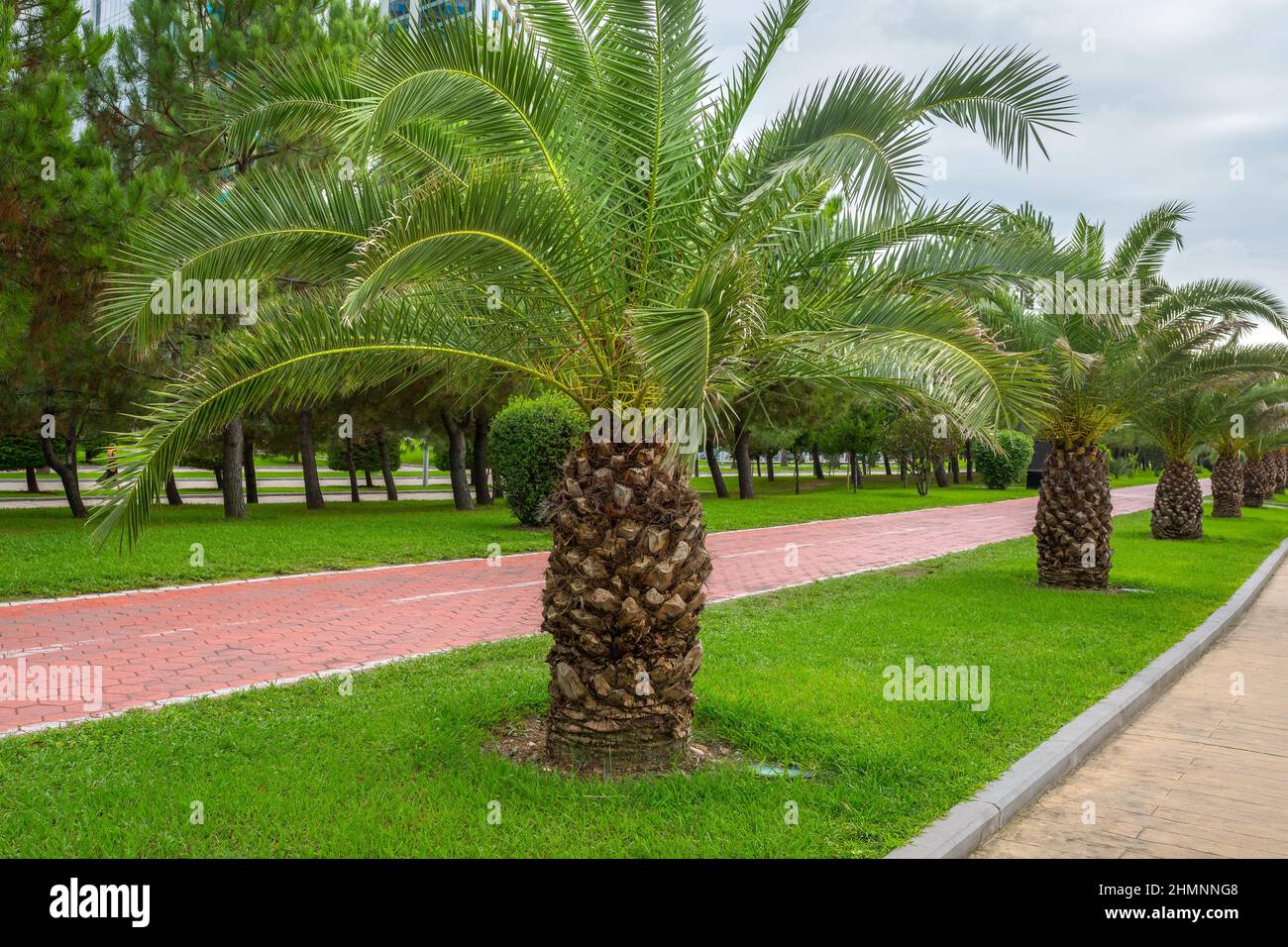 Palm trees sidewalk sky city hi-res stock photography and images - Alamy