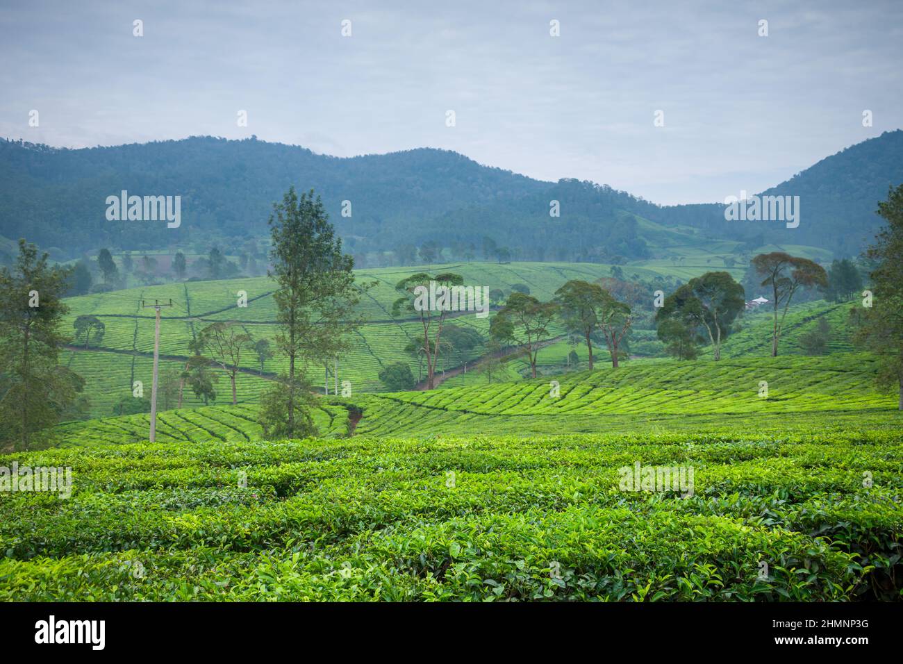 Green tea gardens in the beautiful city of Bandung on a sunny morning Stock Photo