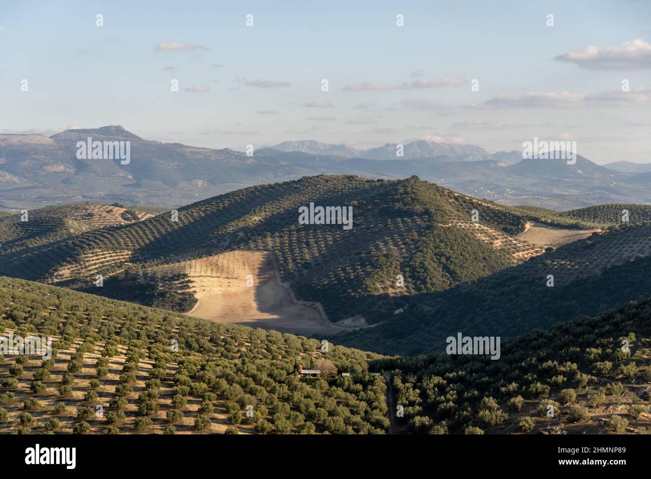 Aerial view of some cultivated fields with trees Stock Photo - Alamy