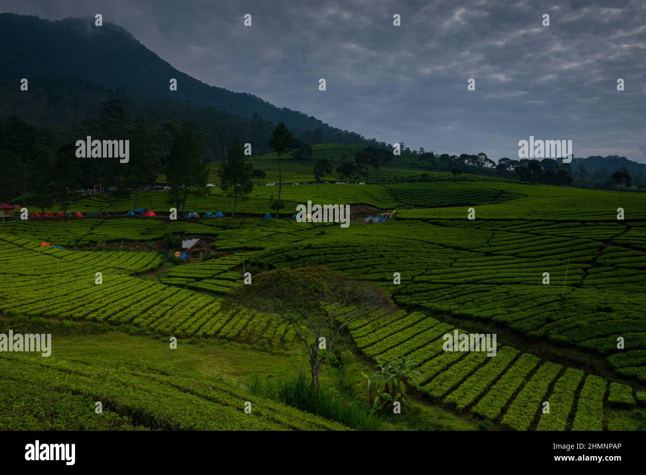 Green tea gardens in the beautiful city of Bandung on a sunny morning Stock Photo