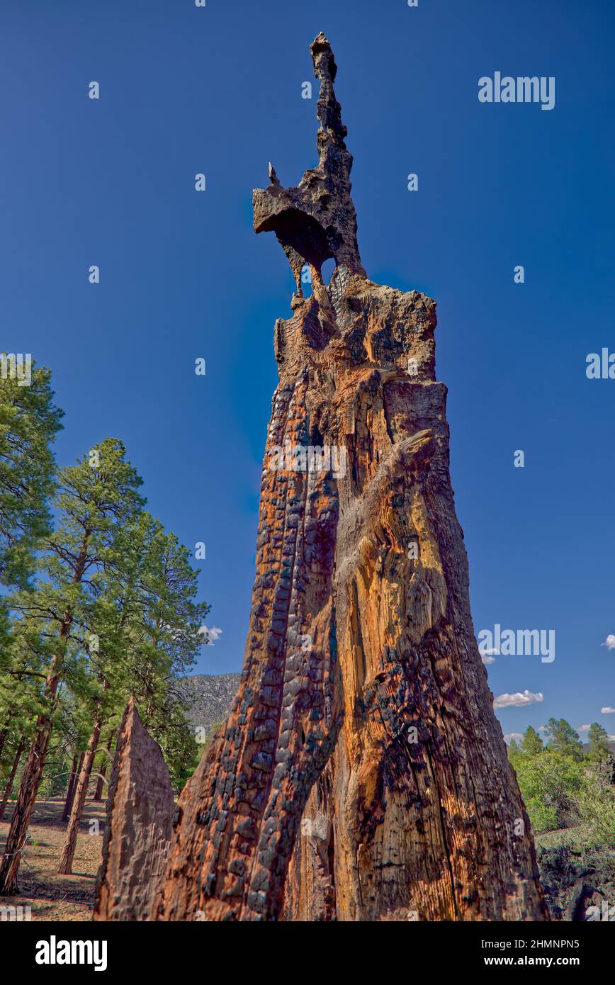 A dead burned out tree that was struck by lightning at the Sunset Crater National Monument in Arizona. Stock Photo