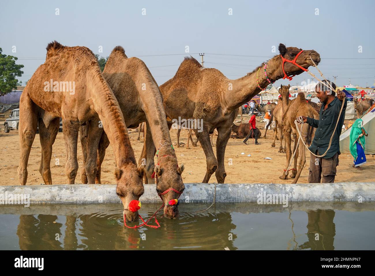 Camels standing by water tank and drinking at Pushkar Camel Fair in