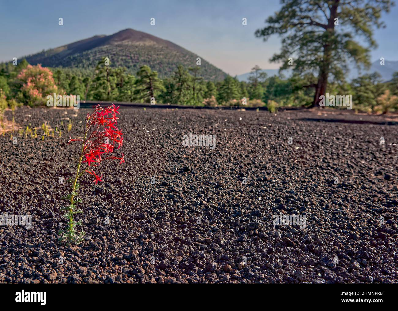 A lonely wildflower blooming in the desolate cinder fields of Sunset Crater National Monument in Arizona. Stock Photo