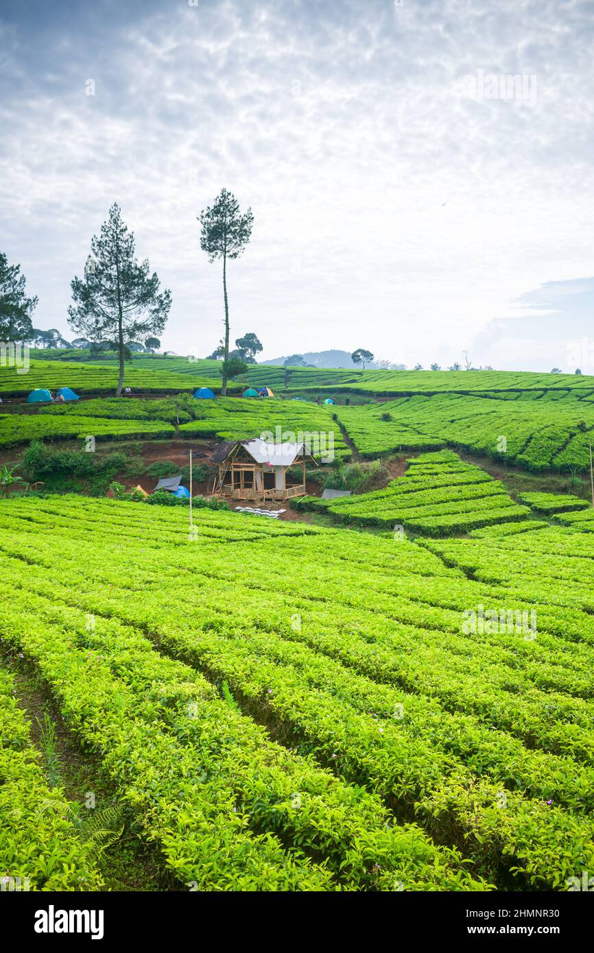 Green tea gardens in the beautiful city of Bandung on a sunny morning Stock Photo